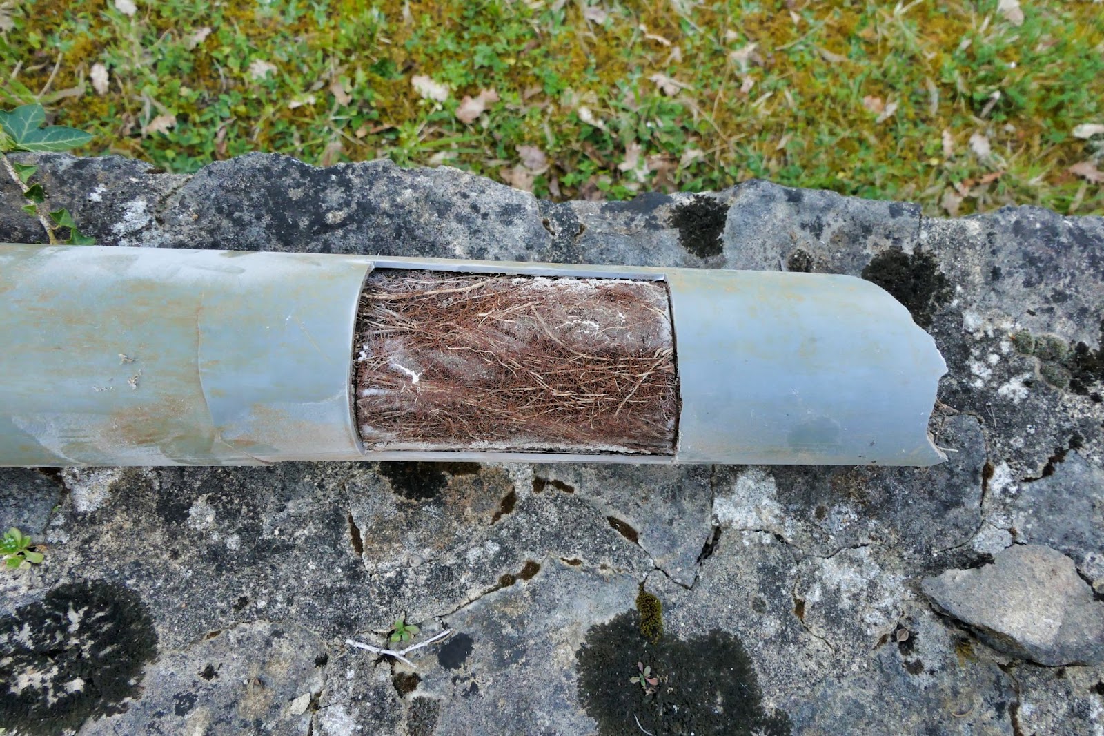 tree root pipe